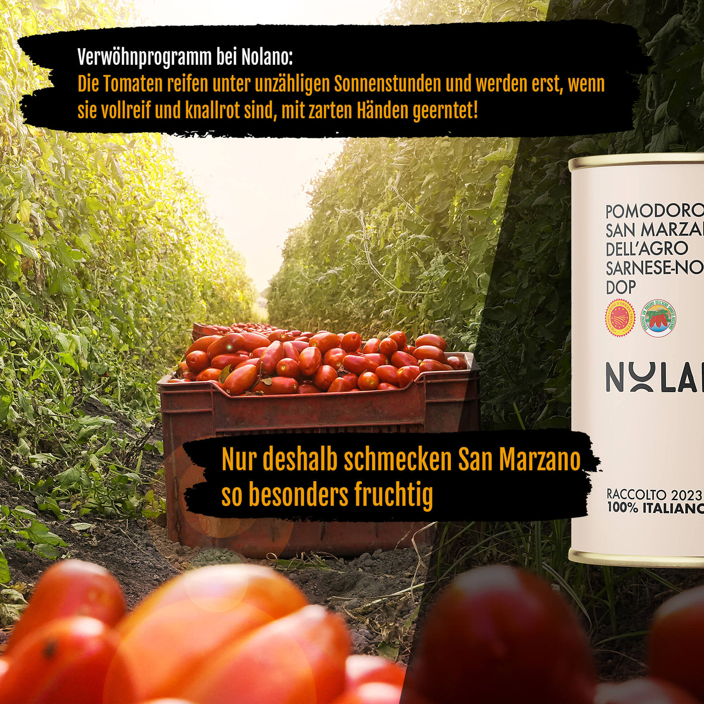 NOLANO - San Marzano Tomate DOP 400g Dose